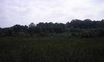 Wetland Area by Richmond (Va.). Division of Comprehensive Planning