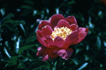 Rose - Maymont by Richmond (Va.). Division of Comprehensive Planning
