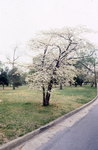 Pollard Park by Richmond (Va.). Division of Comprehensive Planning