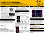 Evaluation of Cell-Matrix Interactions in K14+ Leader Cells on CAF-Modulated Matrix by Trey P. Redman, Jessanne Y. Lichtenberg, and Priscilla Y. Hwang