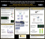 Identification of Alternative Transcription Start Sites that Generate Neuron-Specific nhsl1b Isoform that Regulates Neuron Migration by Abanoub Bector