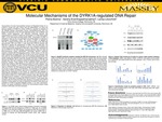 Molecular Mechanisms of the DYRK1A-regulated DNA Repair