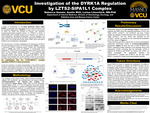 Investigation of the DYRK1A Regulation by LZTS2-SIPA1L1 Complex by Rebecca Gunnin; Austin Witt B.S.; and Larisa Litovchick M.D.,Ph.D.