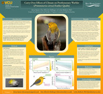 Carry-Over Effects of Climate on Prothonotary Warbler (Protonotaria citrea) Feather Quality by Alyssa N. Spasic, Dan Albrecht-Mallinger, and Lesley Bulluck