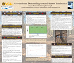 Acer rubrum: Descending towards forest dominance by Elyssa L. Pearson and Christopher M. Gough