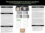 Observing Gravitropism in Brassica rapa Roots by Trang Ly, Maya O'Callagham, Lan Poeschl, Adil Saeed, and George Zorn
