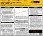 Determining Genes Involved in Recovery From Chemotherapy in 4T1, EMT6, and EO771 Breast Cancer Cells by Akash Jagdeesh and Joseph Landry Ph.D.